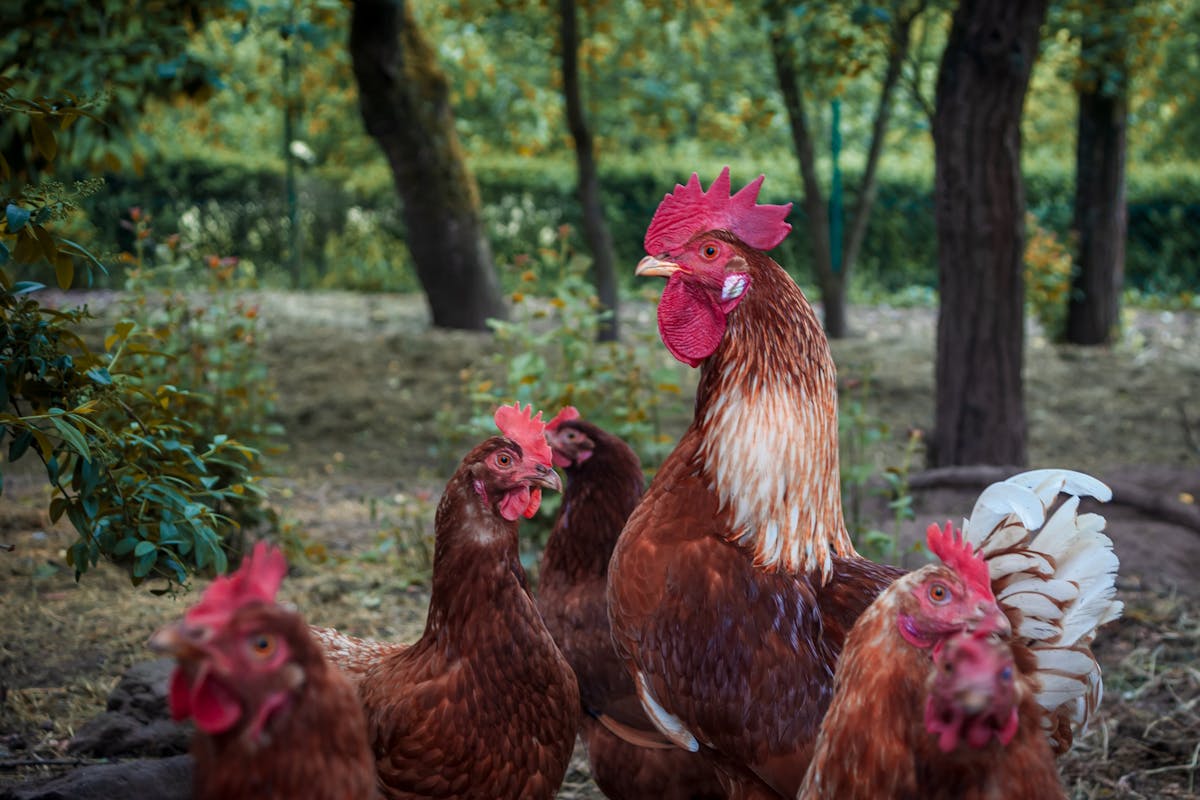 Lote de gallinas tranquilas al aire libre